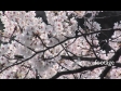 Cherry Blossoms Tree at Chidorigafuji, Japan 2679